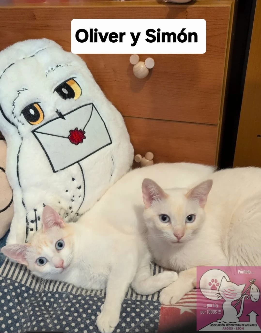Oliver Y Simón, male mixed breed for adoption at ARGOS León