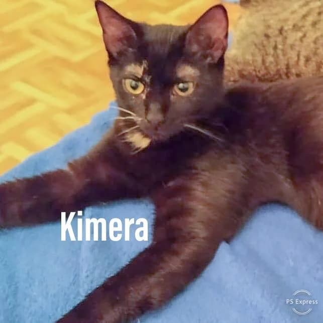 Kimera, female European Shorthair for adoption at ARGOS León