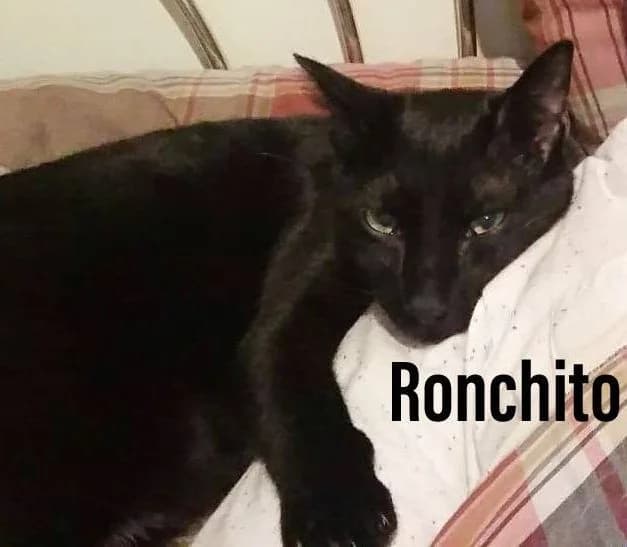 Ronchito, male European Shorthair for adoption at ARGOS León