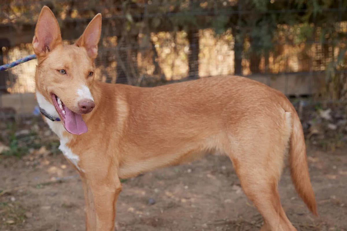 TURRON, male senior Mixed Breed for adoption at ASCAN Madrid, Madrid
