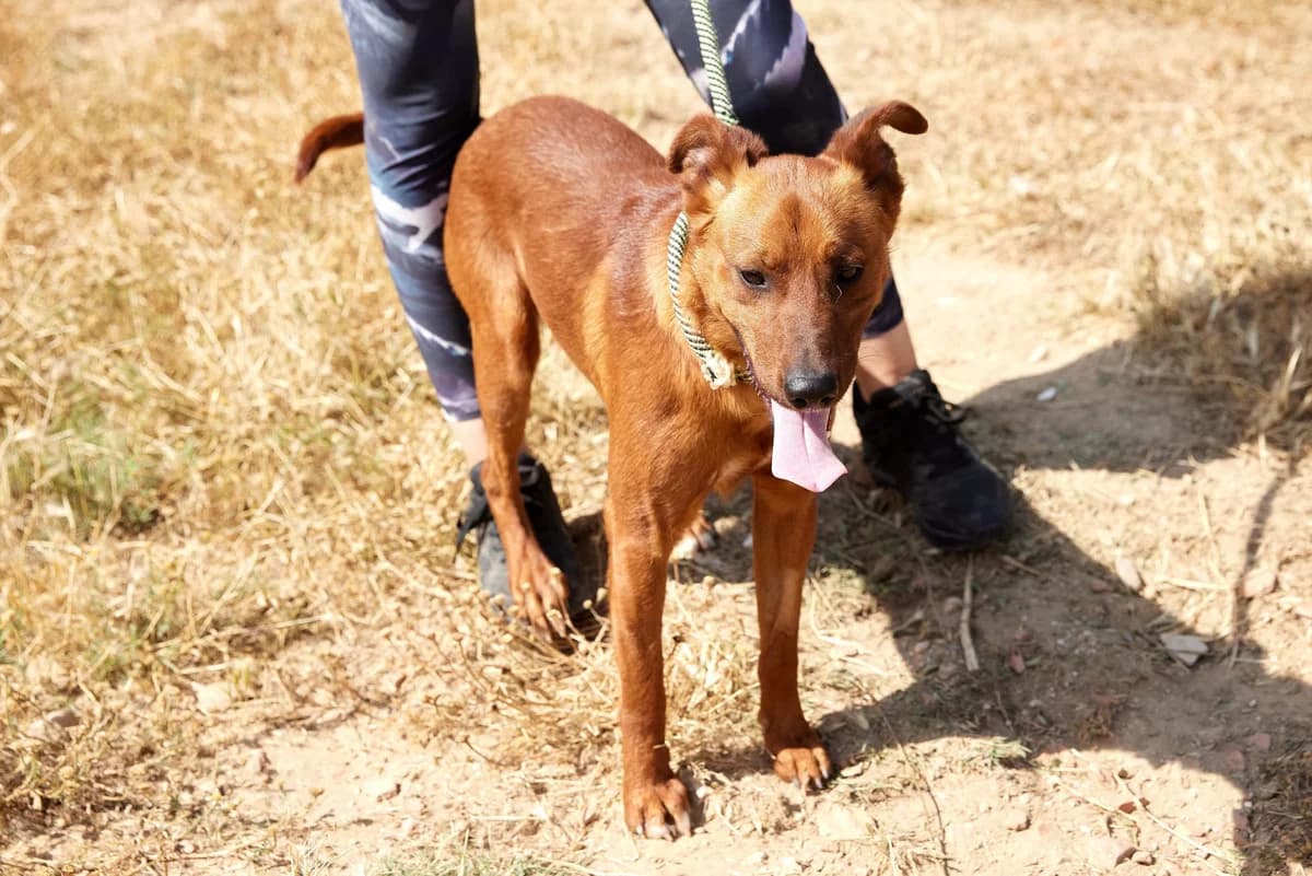PILLO, male young Mixed Breed for adoption at ASCAN Madrid, Madrid