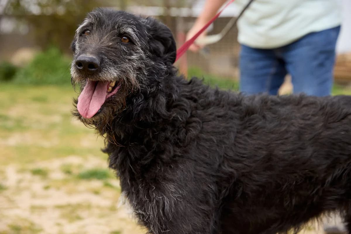 BILMA, female 7yo Mixed Breed for adoption at ASCAN Madrid, Madrid