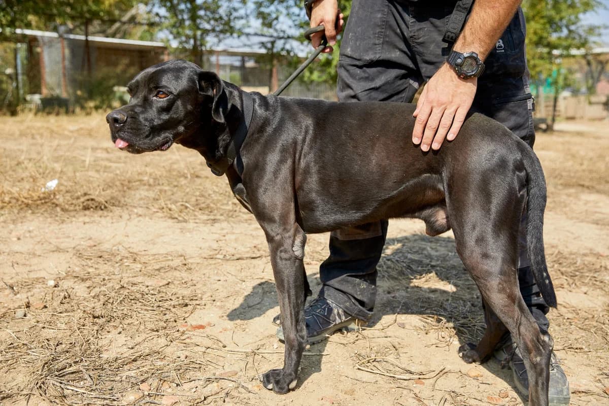 CANY, male 3yo Mixed Breed for adoption at ASCAN Madrid, Madrid