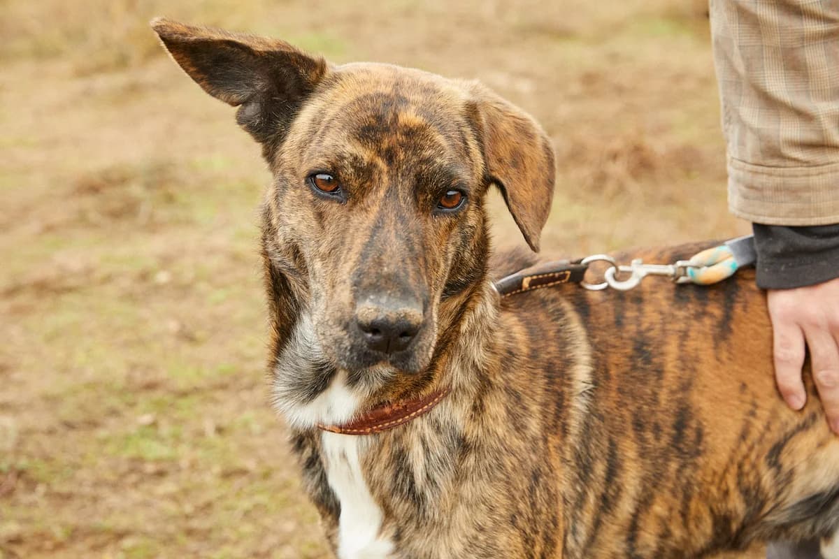 KRAY, male 6yo Mixed Breed for adoption at ASCAN Madrid, Madrid