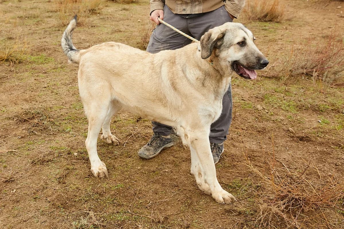 NERON,  5yo Mixed Breed for adoption at ASCAN Madrid, Madrid