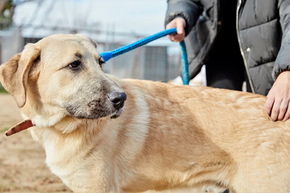 NOGUI, male 5yo Mixed Breed for adoption at ASCAN Madrid, Madrid