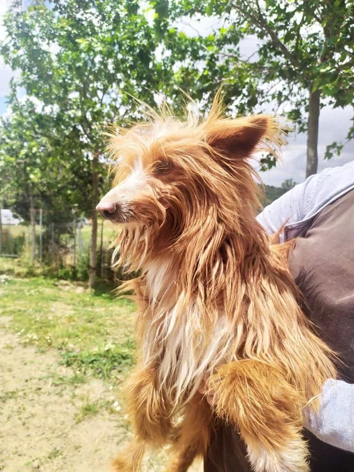 ALF, Blanco, Marron male young mixed breed for adoption at Asociación Animalejos