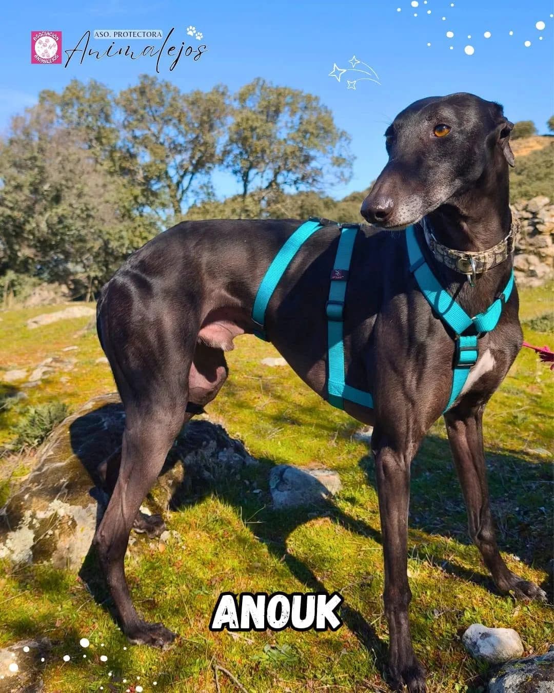ANOUK, Galgo Español (Asociación Animalejos)