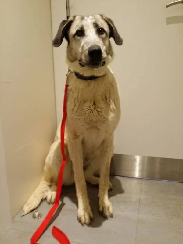 BAMBA, Blanco, Con manchas female young mixed breed for adoption at Asociación Animalejos