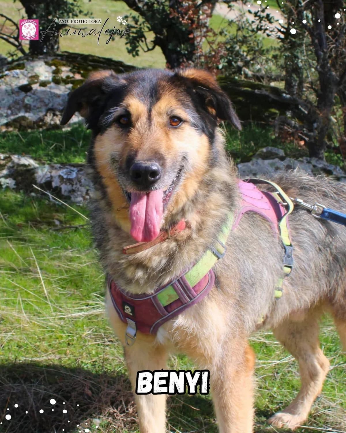 BENJI,  (Asociación Animalejos)
