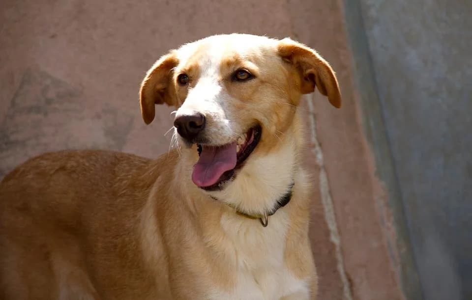 BETA, Blanco, Marron female 6yo mixed breed for adoption at Asociación Animalejos