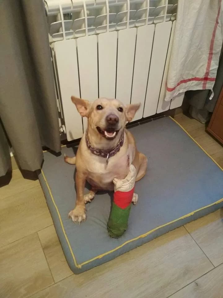 CLOE2, Marron female 6yo mixed breed for adoption at Asociación Animalejos
