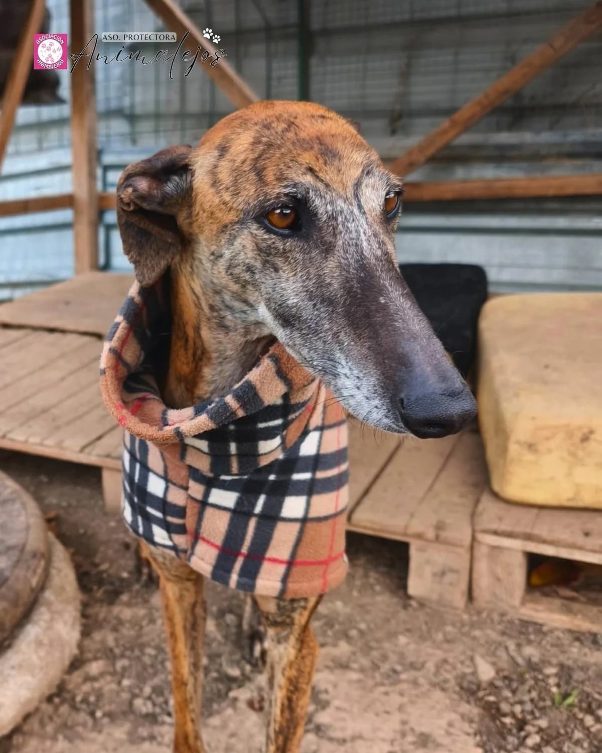 CORA, Atigrado female 3yo Galgo Español for adoption at Asociación Animalejos