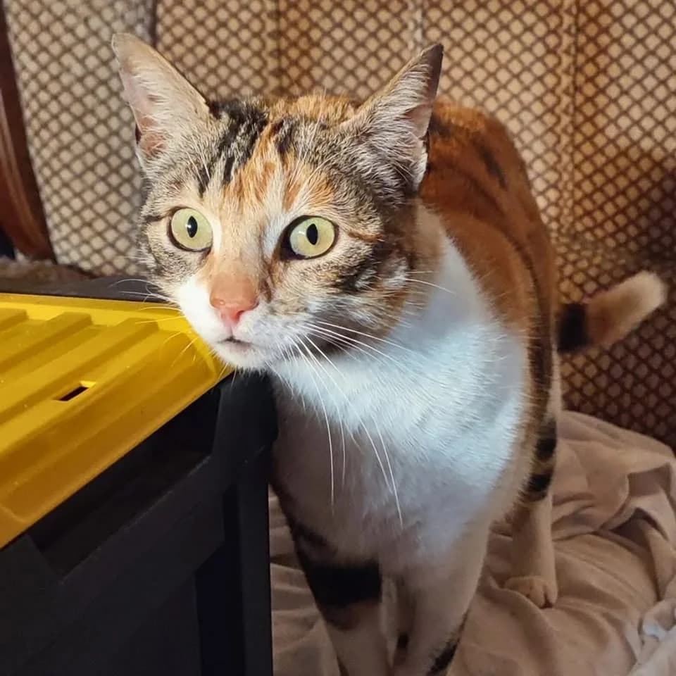 DORA, Tricolor female 3yo Mixed Breed for adoption at Asociación Animalejos