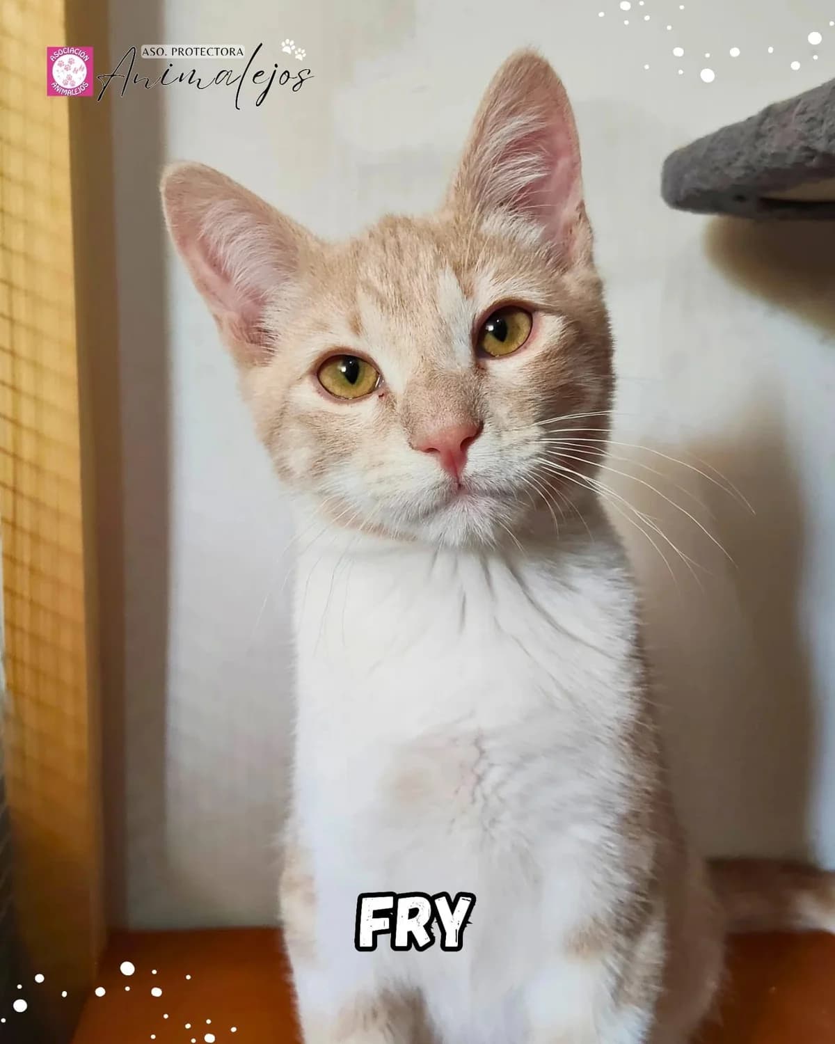 FRY, Blanco, Naranja female young Mixed Breed for adoption at Asociación Animalejos