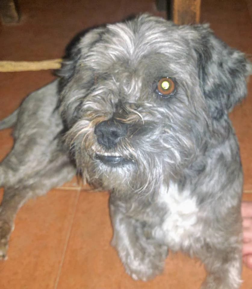 HIPPY, Gris male 3yo mixed breed for adoption at Asociación Animalejos