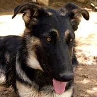 LULA, Marron, Negro female 3yo mixed breed for adoption at Asociación Animalejos