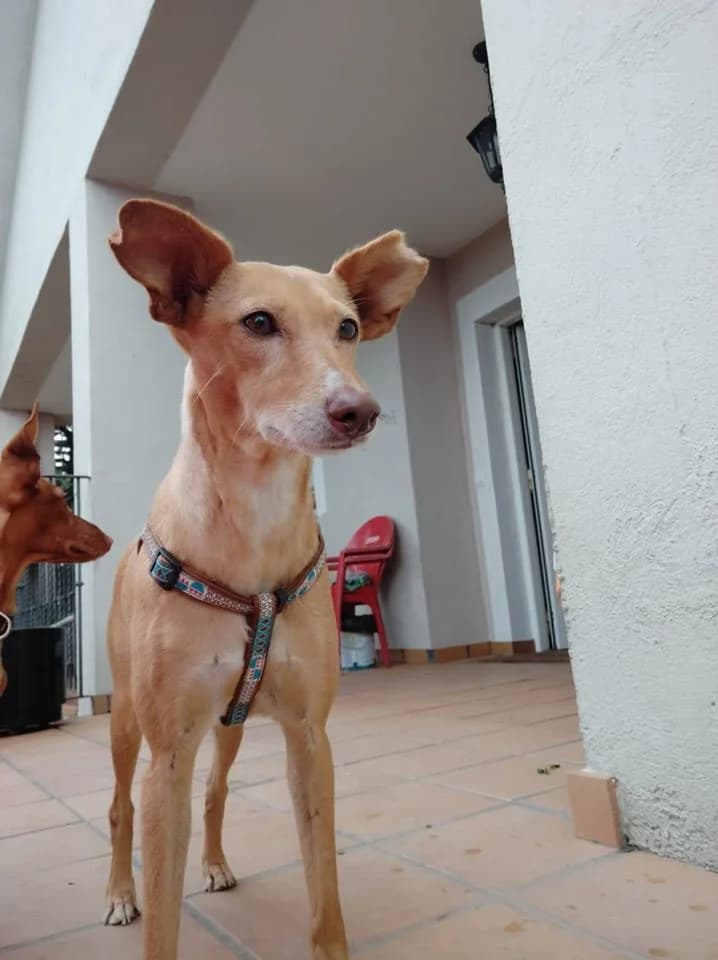 MIKA, Blanco, Marron female 3yo Galgo Español for adoption at Asociación Animalejos