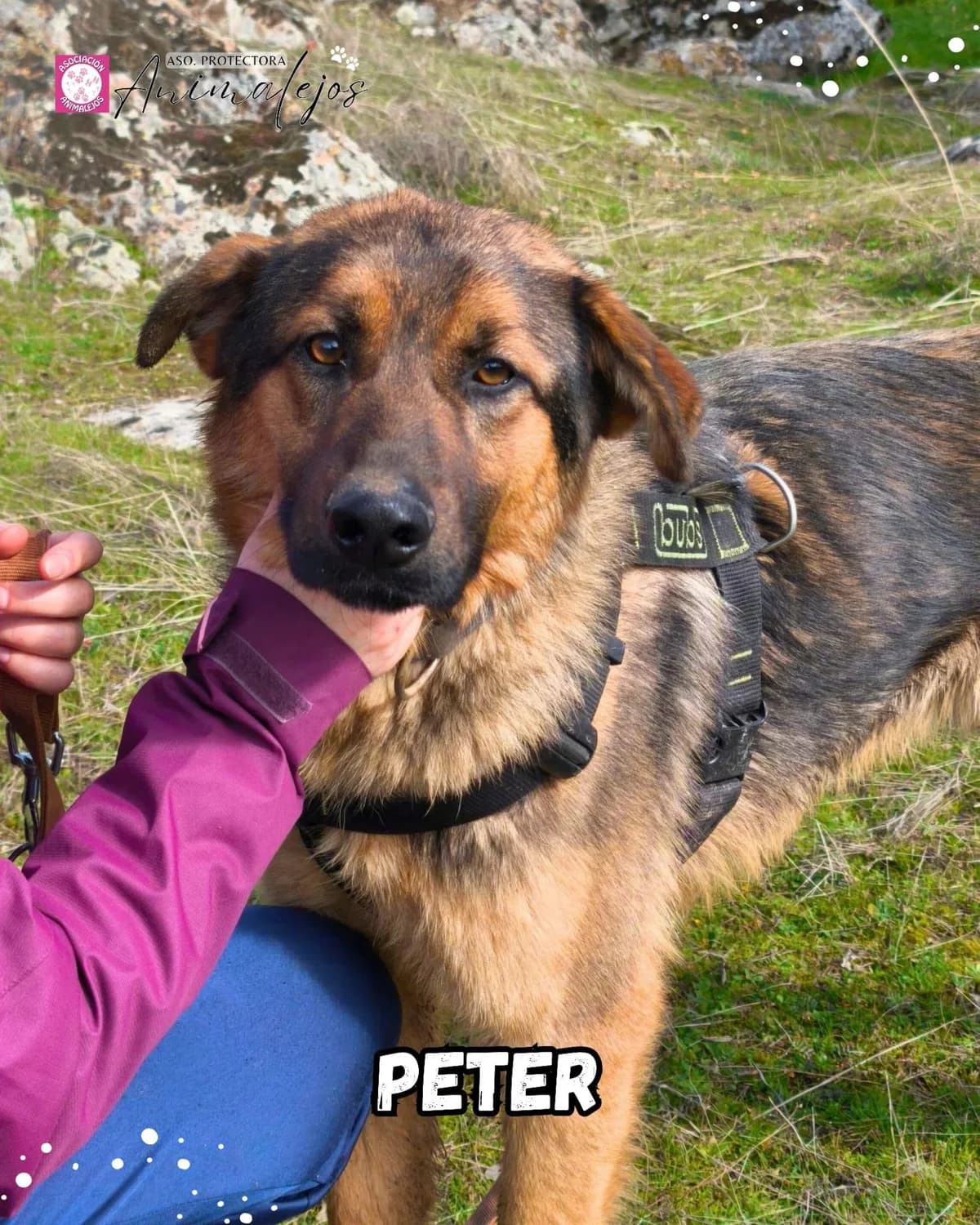 PETER, male young Mixed Breed for adoption at Asociación Animalejos