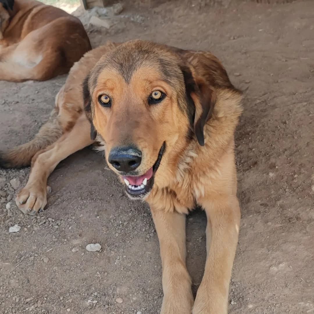 PICA, Marron female 6yo mixed breed for adoption at Asociación Animalejos