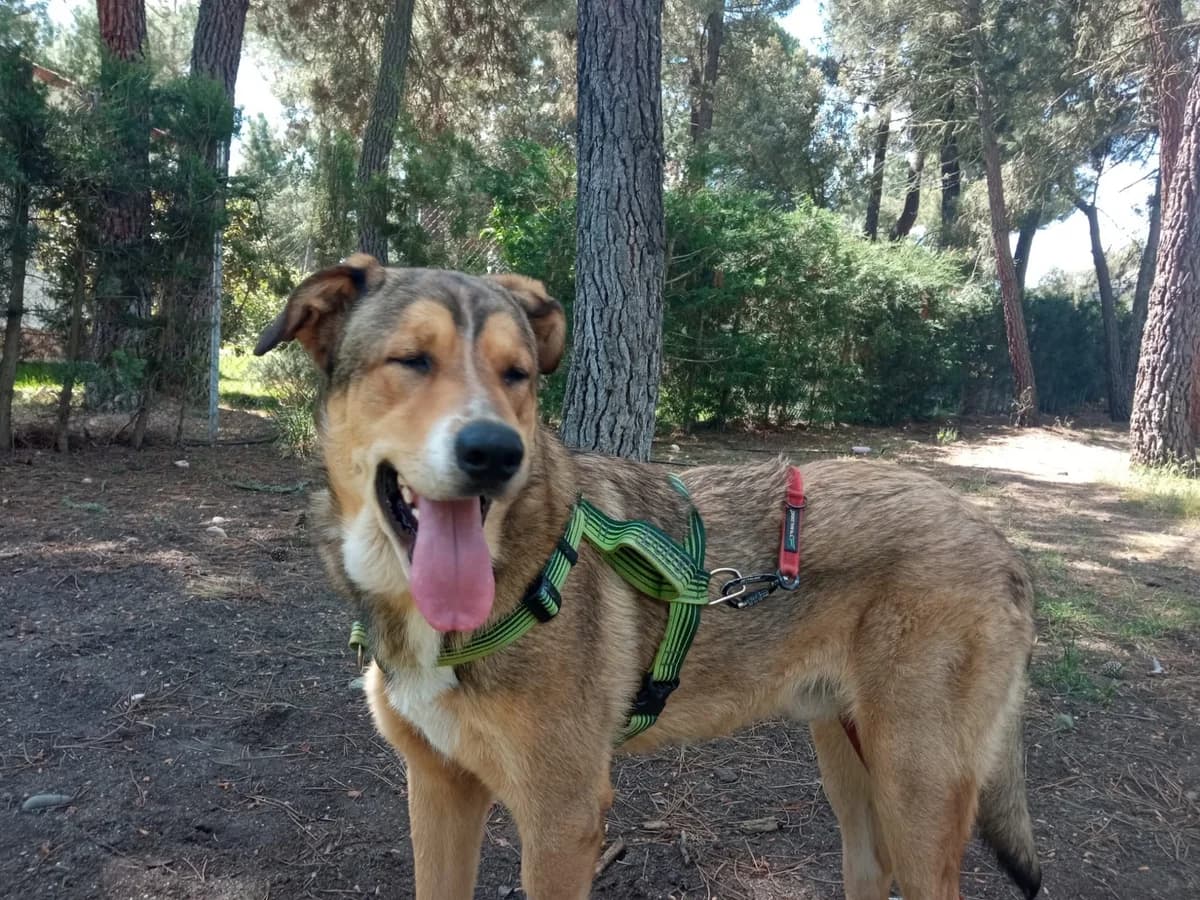 RASCA,  (Asociación Animalejos)
