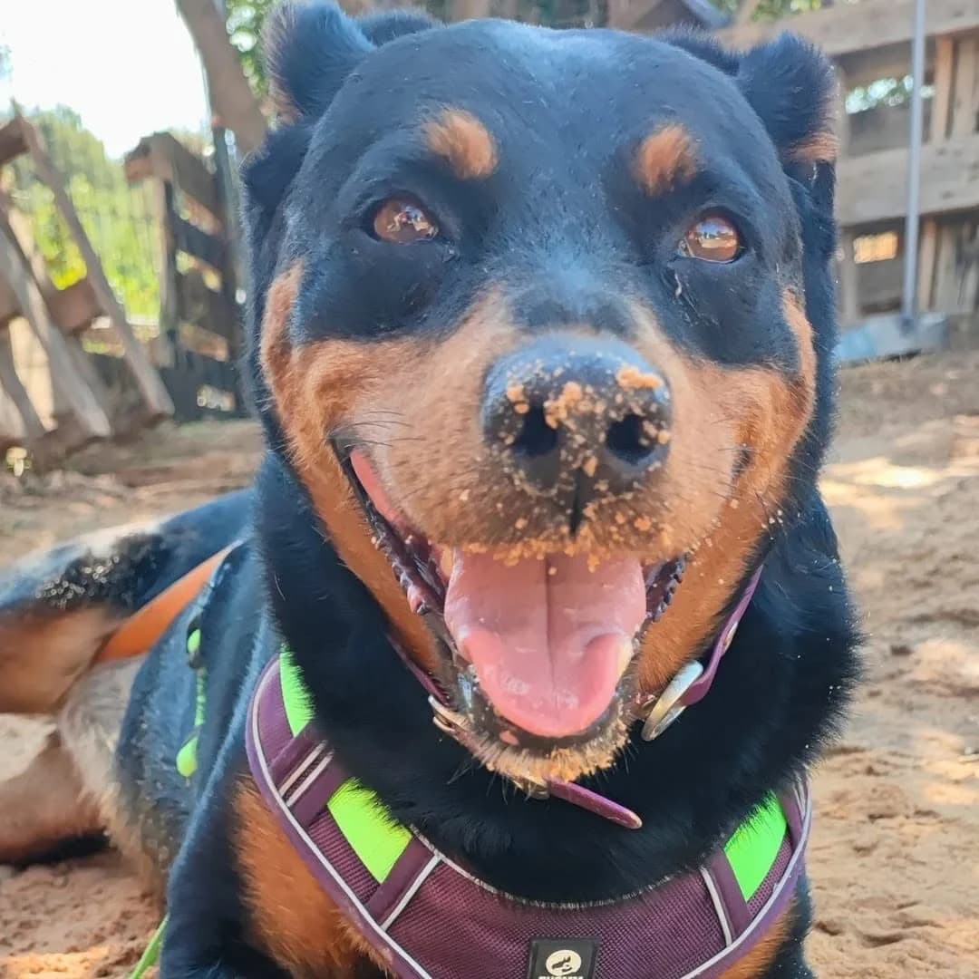 ROXE, Mixed Breed (Asociación Animalejos)