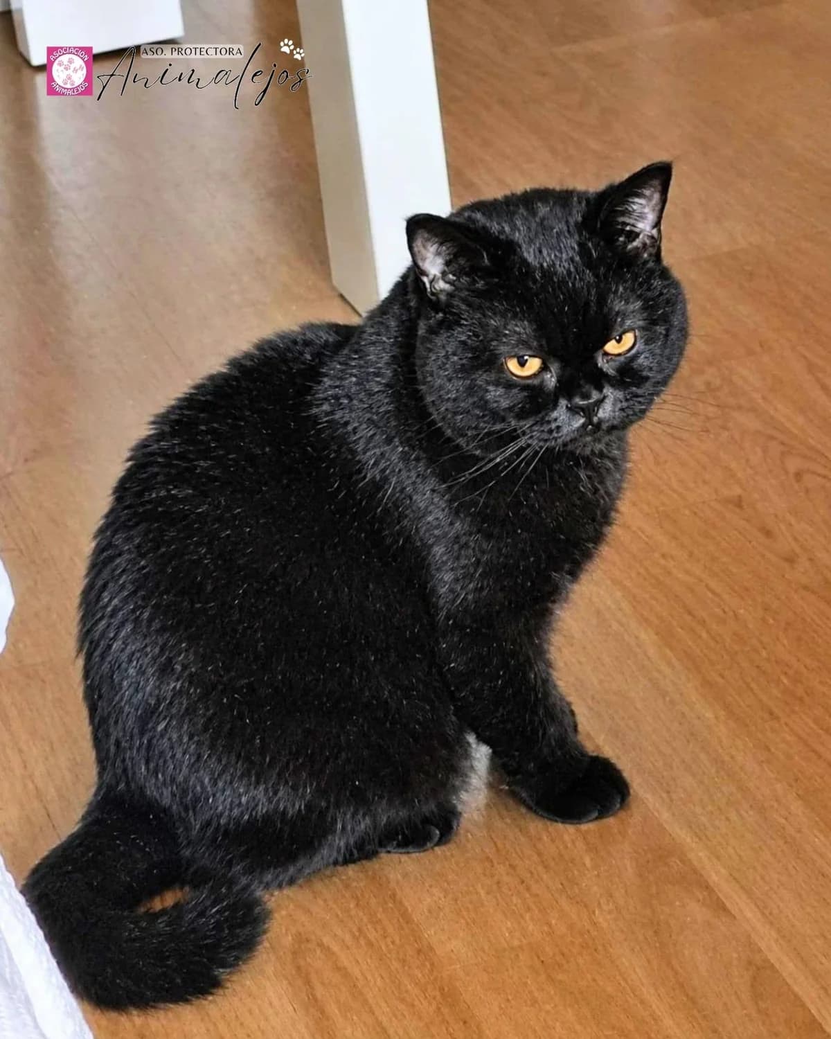 RUFUS, Negro male 3yo Mixed Breed for adoption at Asociación Animalejos