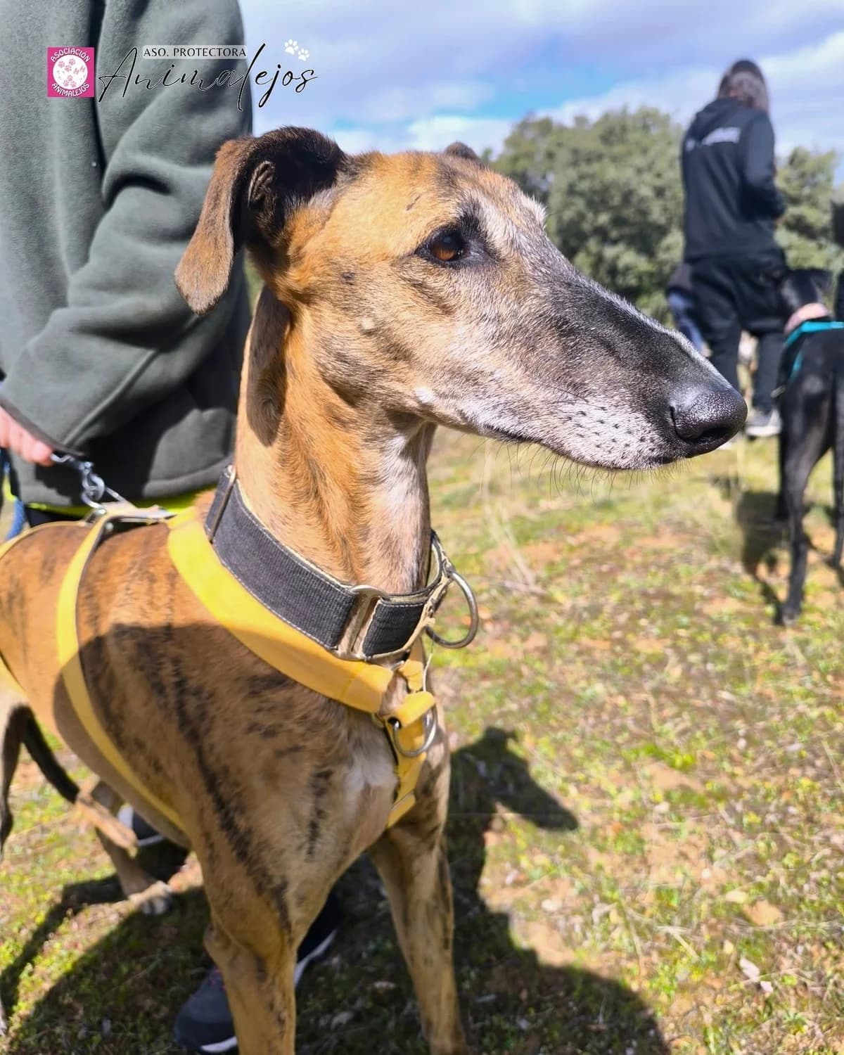SCOTT, Atigrado male 3yo Galgo Español for adoption at Asociación Animalejos