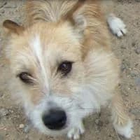 SETH, Blanco, Marron male 3yo mixed breed for adoption at Asociación Animalejos