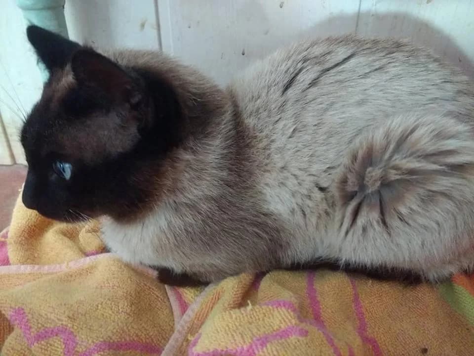 SIAM, Marron, Negro male 3yo Mixed Breed for adoption at Asociación Animalejos