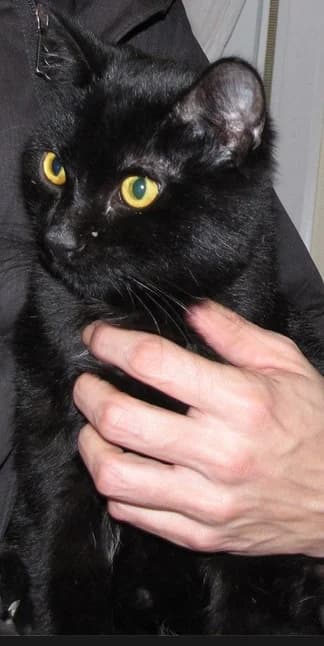 SINO, Negro male 6yo mixed breed for adoption at Asociación Animalejos