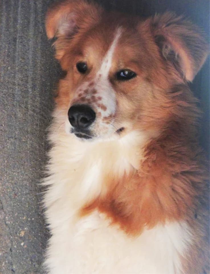 SOWI, Blanco, Marron male 3yo mixed breed for adoption at Asociación Animalejos