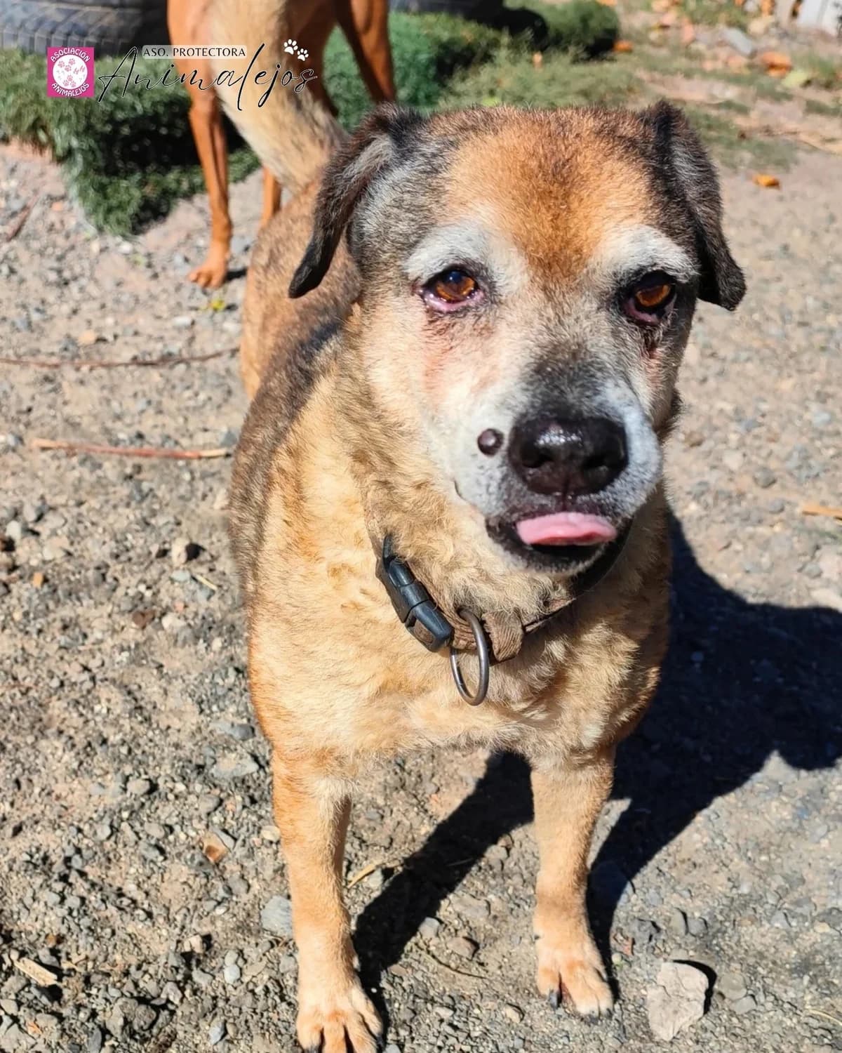 YACKY, male senior mixed breed for adoption at Asociación Animalejos