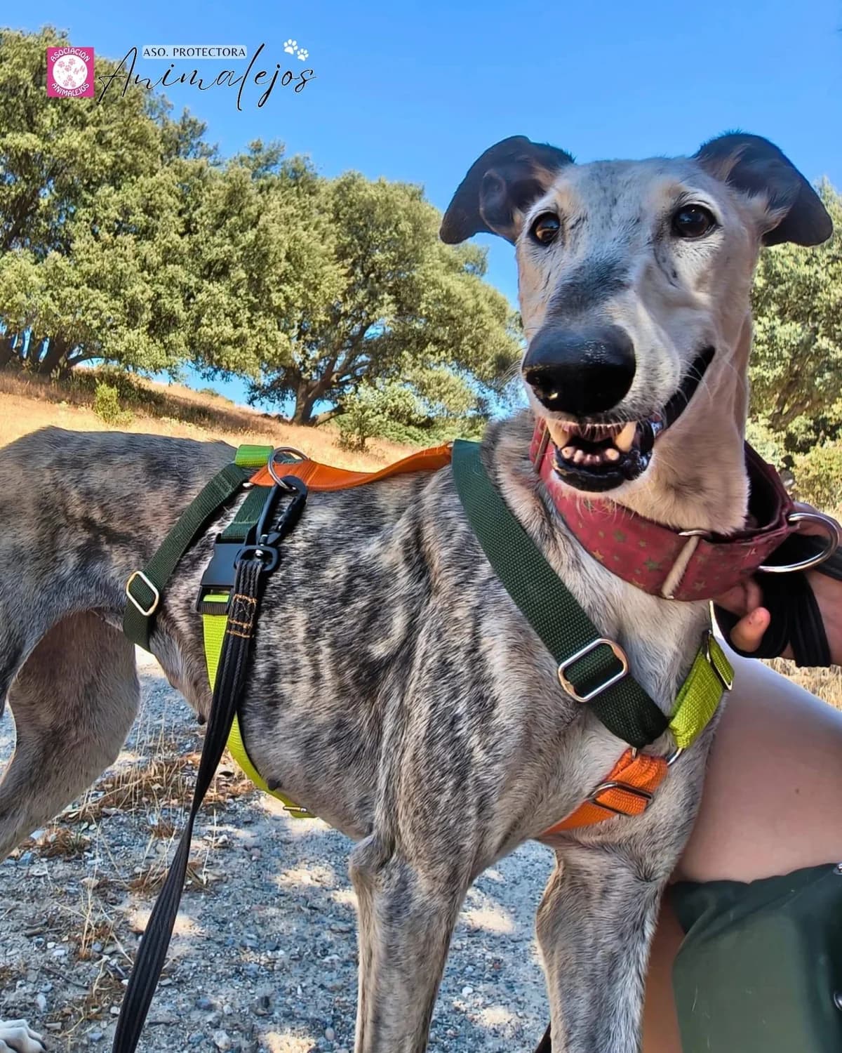ZARA, Galgo Español (Asociación Animalejos)