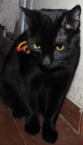 ZARPA, Negro male 3yo mixed breed for adoption at Asociación Animalejos