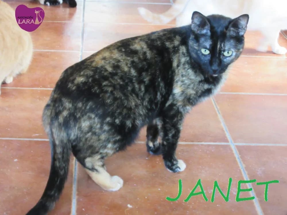 Janet, Mixed Breed (Asociación Protectora de Animales LARA)