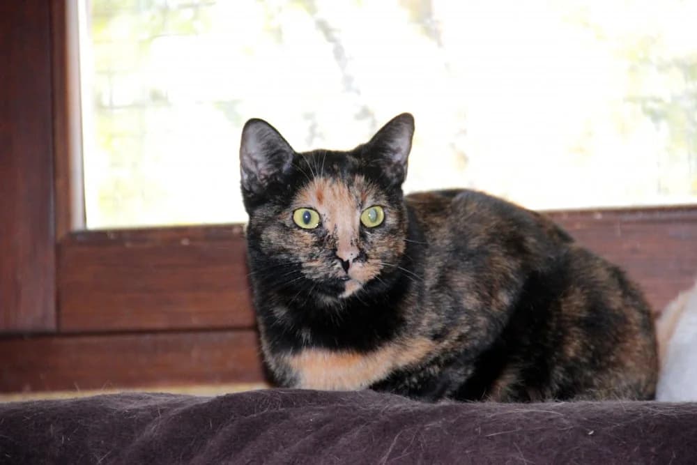 Nala, female senior Mixed Breed for adoption at Asociación Protectora de Animales LARA