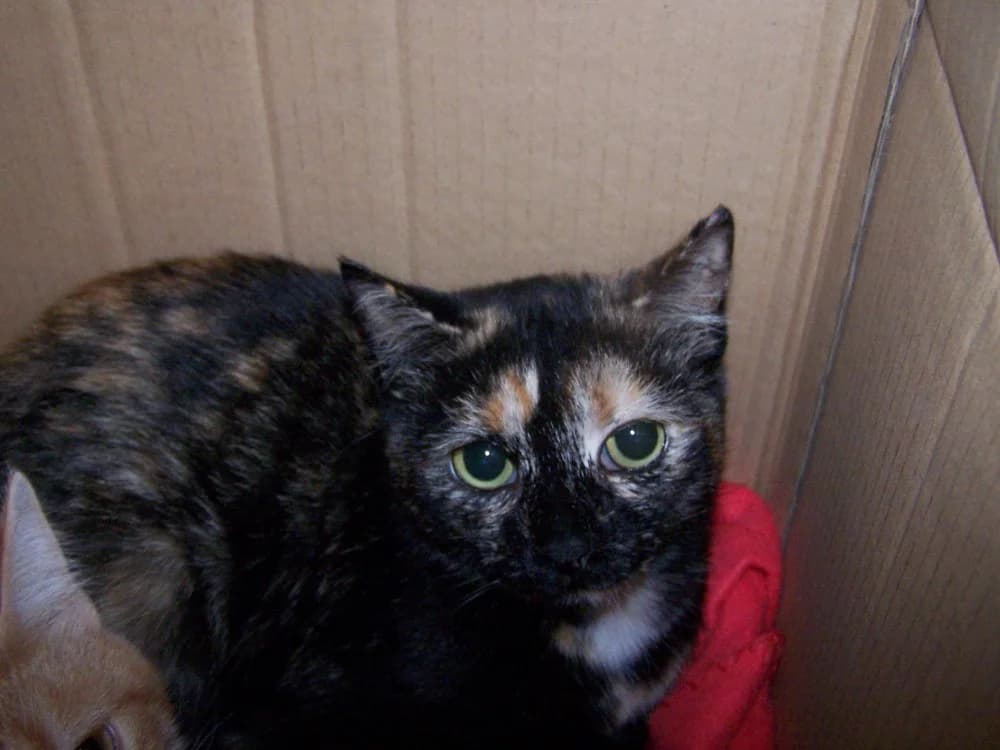 Molly, Mixed Breed (Asociación Protectora de Animales LARA)