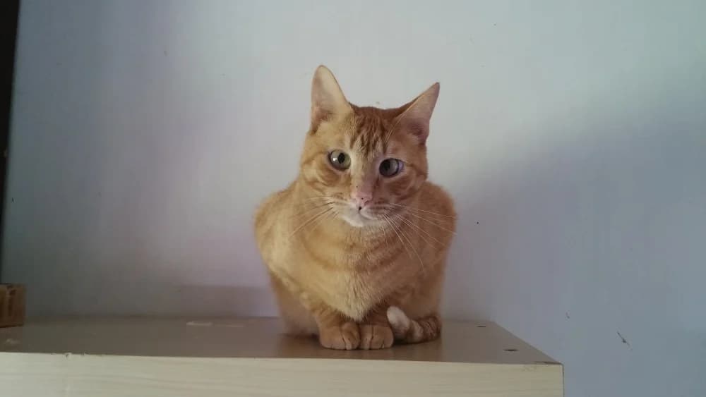 LLangosto, male 5yo Mixed Breed for adoption at A.D.A. Noguera
