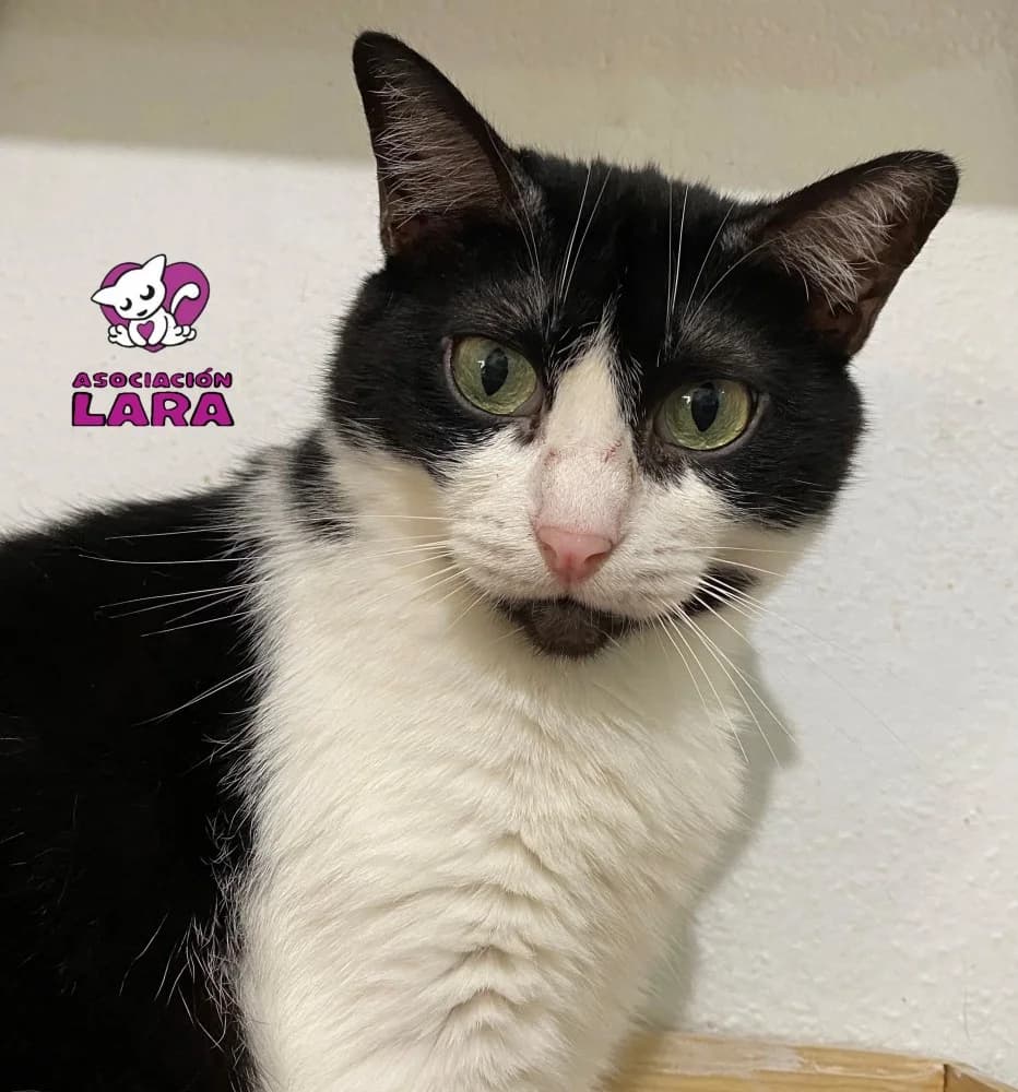 Xena, female senior Mixed Breed for adoption at Asociación Protectora de Animales LARA
