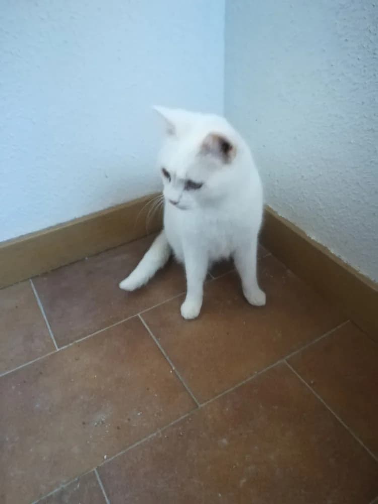 Mimoseta, Mixed Breed (Asociación Protectora de Animales LARA)