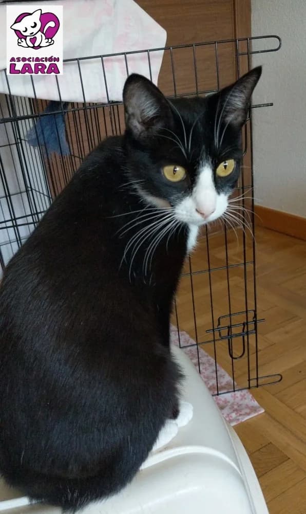 Eclair, female 7yo Mixed Breed for adoption at Asociación Protectora de Animales LARA