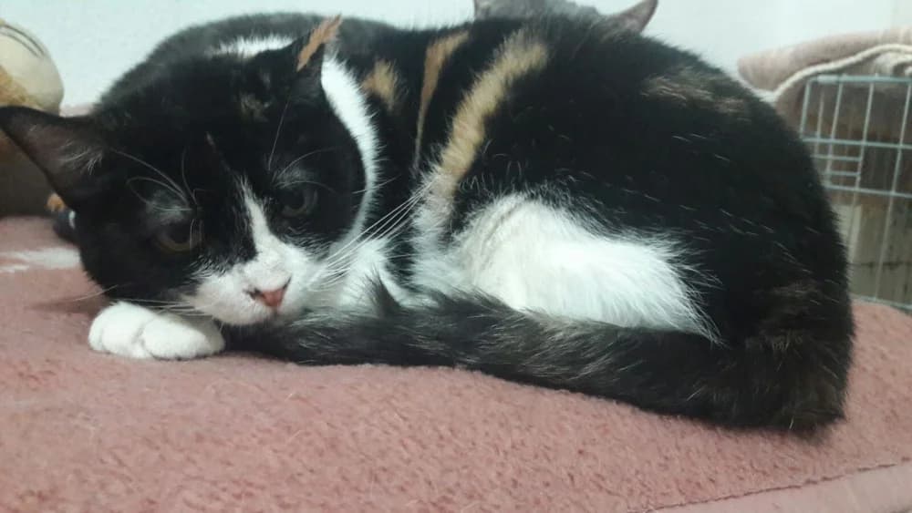Minina, Mixed Breed (Asociación Protectora de Animales LARA)