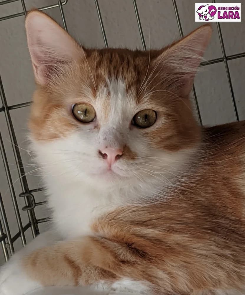 Moris, Mixed Breed (Asociación Protectora de Animales LARA)