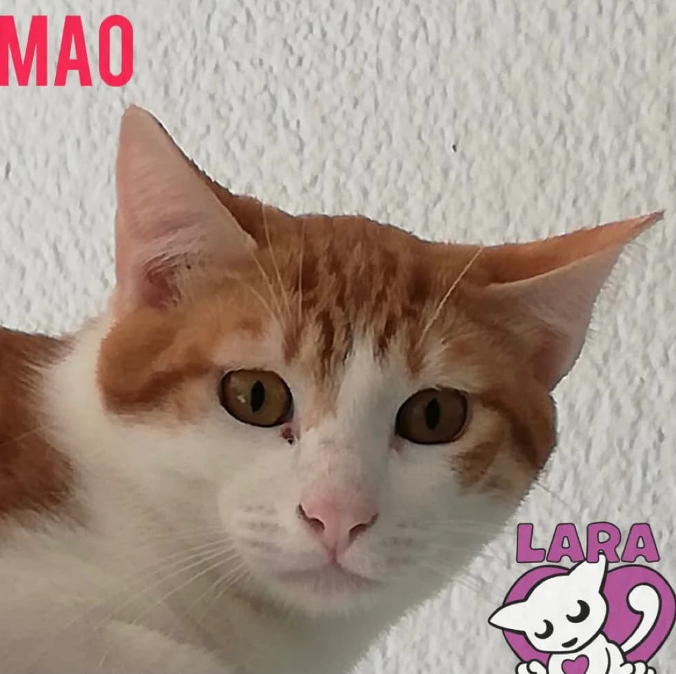 Mao, Mixed Breed (Asociación Protectora de Animales LARA)