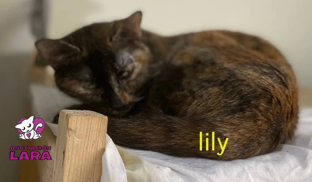 Lily, Mixed Breed (Asociación Protectora de Animales LARA)