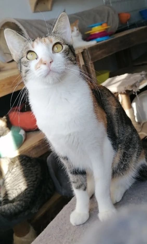 Sora, female 5yo Mixed Breed for adoption at Asociación Protectora de Animales LARA