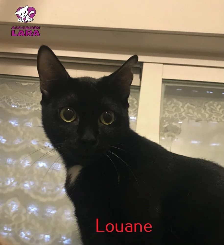 Louane, Mixed Breed (Asociación Protectora de Animales LARA)