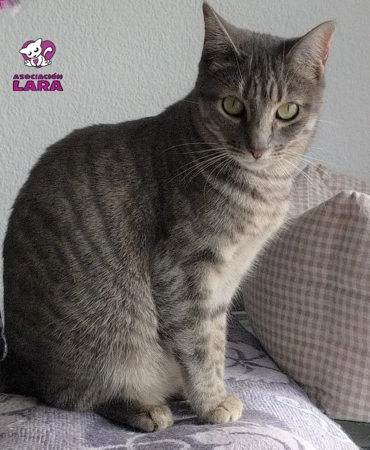 Whayne, female 7yo Mixed Breed for adoption at Asociación Protectora de Animales LARA