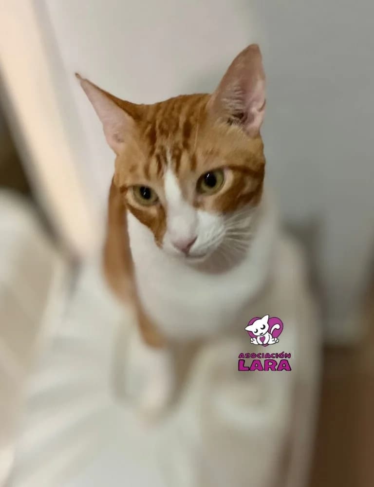 Israel, male 7yo Mixed Breed for adoption at Asociación Protectora de Animales LARA
